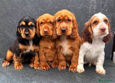 Show cocker spaniel for sale