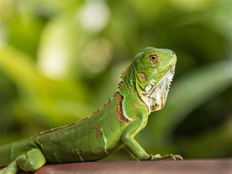 Browse 52,700+ iguana lizard stock photos and i