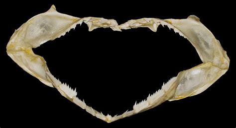 Show me your six and seven gill shark teeth - Page 3 - Member ...