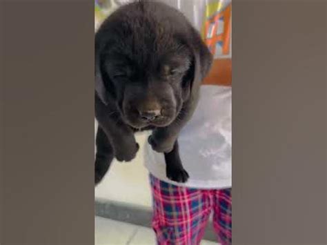 Show quality heavy borne punch face black labrador puppies