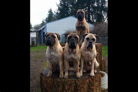 Showdown Bullmastiffs - Puppies For Sale