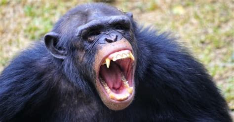 Showing teeth is a sign of aggression in the ape world, so why do humans ... - Reddit