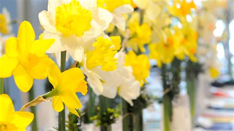 Shows The Daffodil Society