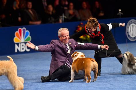 Shows for dogs. The AKC National Championship conformation show was held Dec. 17 and 18 at the Orange County Convention Center. The top dog took home the Best in Show trophy that Sunday evening. If you missed the live streaming options, ABC will broadcast the group and Best in Show judging on New Year's Day. The three-hour broadcast will begin … 