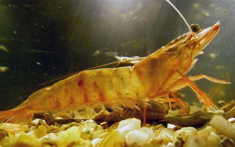 Shrimp alive. Learn everything you need to know about shrimp care, from selecting the right tank size … 