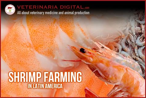 Shrimp farming in Latin America - Aquaculture - Animal Production