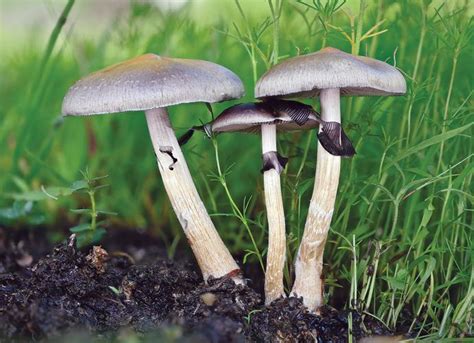 Shroom Onlyfans Leak