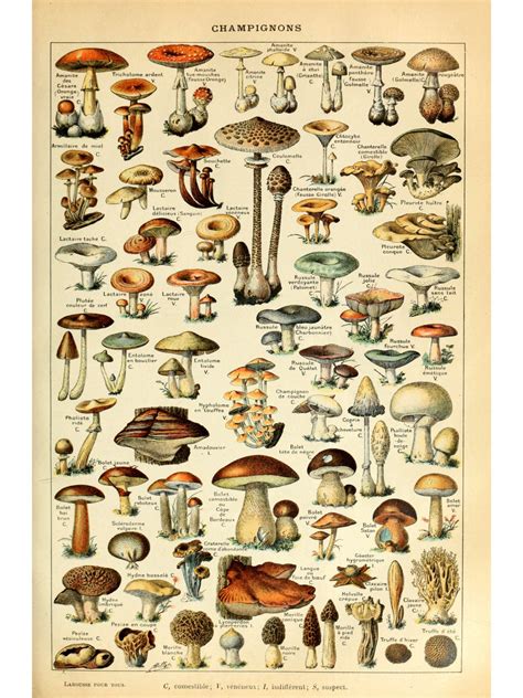 Shroom chart. Gardening is a great way to get outside and enjoy the beauty of nature. But if you want your garden to be successful, it’s important to understand the different climate zones in your area. That’s where garden zone charts come in. 