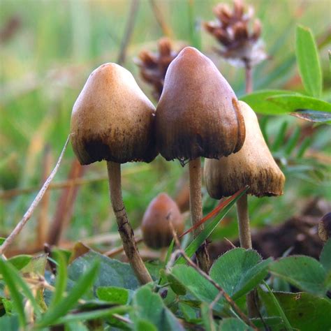 Shrooms Onlyfans Leak