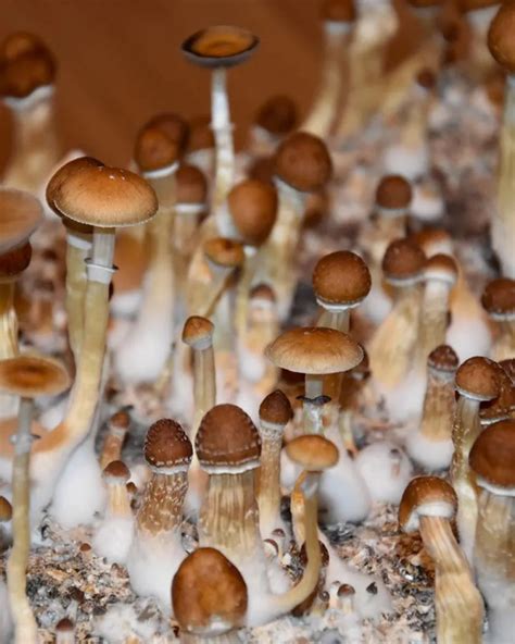 What are gold cap shrooms? When people talk about ‘gold cap mushrooms’ what they are really referring to is the species of mushroom Psilocybe Cubensis. It is estimated that there are over 180 different varieties of psilocybin containing mushrooms in the Psilocybe Cubensis species.. 