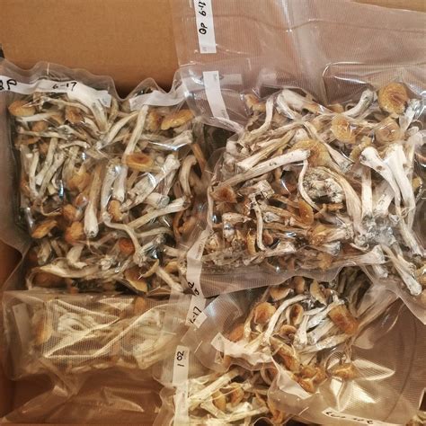 Shrooms online. You must be 19 or older to buy shrooms online from us. Limited Time Offer: 3.5 grams of Golden Teachers (worth $35) are included free of charge with all orders of $249 or more. Our most popular strain, Golden Teachers, is renowned for its therapeutic properties and traditional magic mushroom experiences. Every order that meets the requirements ... 