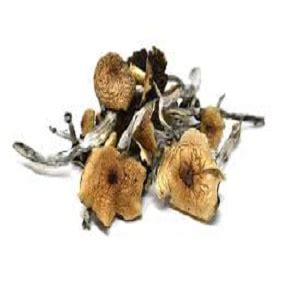 Shrooms online buy. Things To Know About Shrooms online buy. 