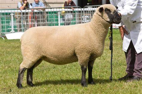Shropshire Sheep