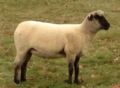 Shropshire Sheep Oklahoma State University