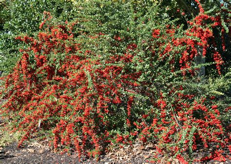 Shrub with red berries. Nov 26, 2021 · White delicate flowers and red berries just add to the visual interest that this privacy shrub offers. You can expect growth to be about 1 foot (30 cm) a year when growing in full sun or partial shade. ... A mature hedgerow will grow to between 6.5 ft. – 26 ft. (2–8 m) tall. This shrub requires little maintenance to keep … 
