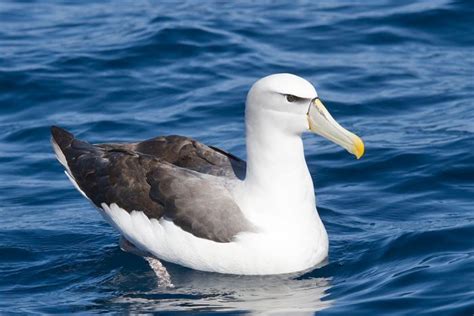 Shy Albatross (Thalassarche cauta): Revise global status?