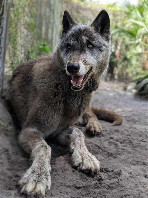 Shy wolf sanctuary. Due to his military obligations, he couldn’t care for the pup. His family transported Loki back to Florida and contacted Shy Wolf Sanctuary. Upon hearing this story and seeing the photos, we immediately agreed to take Loki in as an emergency rescue. He’s a sweet puppy, a bit mouthy as all pups are… and we hope that he … 