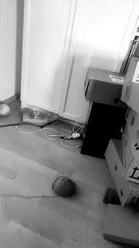 🍆 Shyrevy Onlyfans Leak [CLIP]