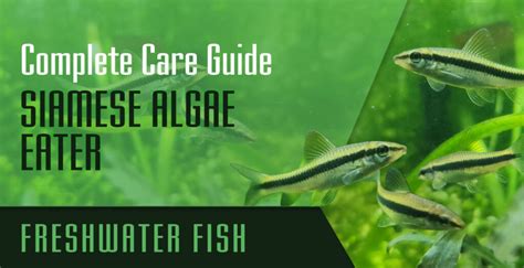 Siamese Algae Eaters: The Only Care Gui…