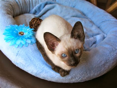 Siamese Kittens For Sale - Siamese Cat Breeder