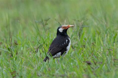 Siamese Pied Starling (Gracupica floweri) · iNaturalist