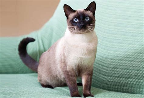 Siamese Royalty - Traditional Siamese Cat Breeder …