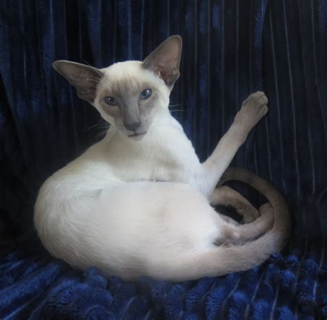 Experience. I have been breeding Siamese since 2006. I was start