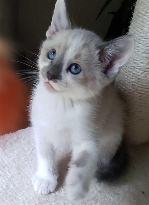 Recommended. KSh 100,000. 1-3 Month Male Purebred Siamese. Purebreed siamese kittens available for a new home.both parents are imports if you are a cat love... Nairobi …. 