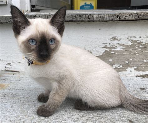 Siamese cat near me. Things To Know About Siamese cat near me. 