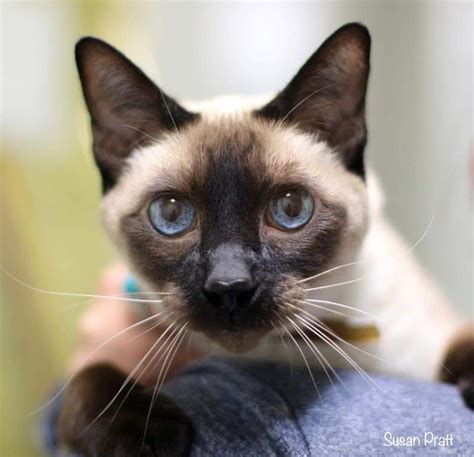 Siamese cat rescues. "Click here to view Siamese Cats in Pennsylvania for adoption. Individuals & rescue groups can post animals free." - ♥ RESCUE ME! ♥ ۬ 