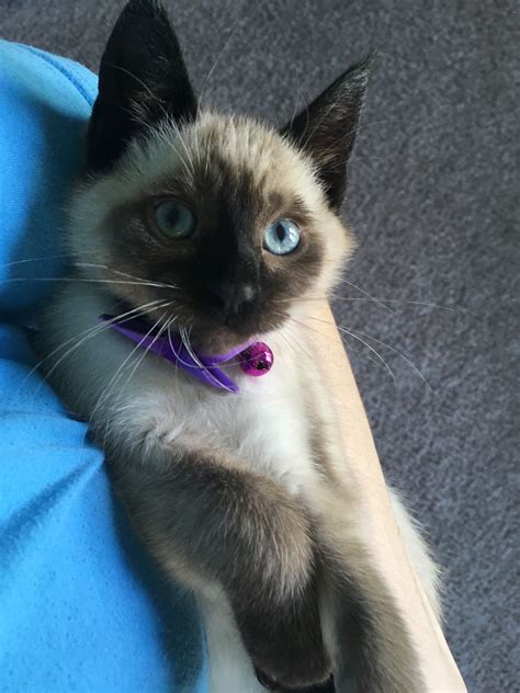flame point Himalayan kittens for sale. Posted By: nicoledaniels132. Alex is a Lovely looking flame point Himalayan kitten. Extreme good personality playful a.. Cats » Himalayan. Michigan » Farmington Hills. $400.