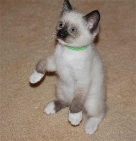 Siamese kittens for sale craigslist. BLUE POINT MALE SIAMESE KITTENS. We have reduced the price of our kittens from $550.00 to $250.00. They are 12 weeks old now and they need to go to... Pets and Animals Ashtabula 250 $. View pictures. 