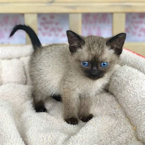Siamese kittens near me. Washington, PA. Lois. Siamese. Female, Adult. Washington, PA. Pugsley. Siamese. Male, Young. Washington, PA. Search for a Siamese kitten or cat. Use the search tool below … 