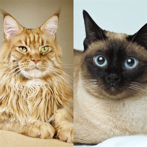Mar 7, 2024 · Characteristic: Maine Coon: Siamese: Size: Average 10-16 inches tall,19”-32” long: Average 8-10 inches tall,11.5-14 inches long: Weight: 9-18 lbs and above: 5-12 lbs: Coat color: Various colors are available, but most commonly, tabby with brown markings display red or silver.