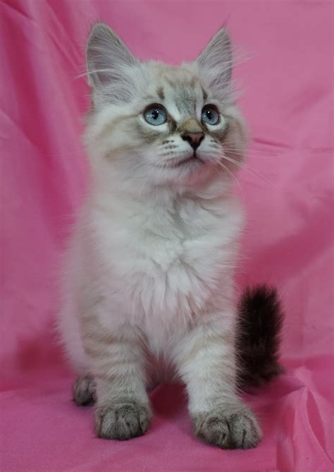 Siberian Cat - Cats for sale in Pakistan OLX.com.pk