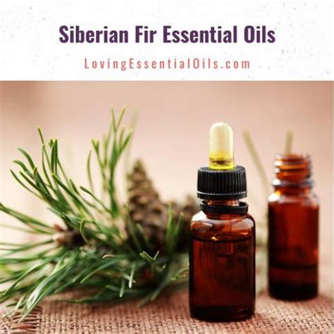 Siberian Fir Essential Oil Uses and Benefits Woodsy Diffusing …