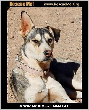 Siberian Husky Rescue of New Mexico, Inc. 2 - adoptapet.com