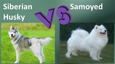 Siberian Husky vs Samoyed Breed Comparison BeChewy