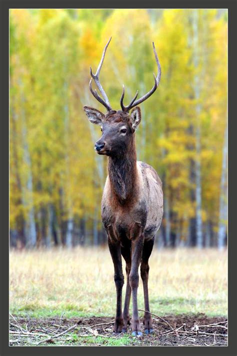 Siberian Stag