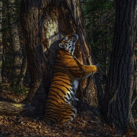 Siberian Tiger Hugging Tree Wins Wildlife Photography Contest