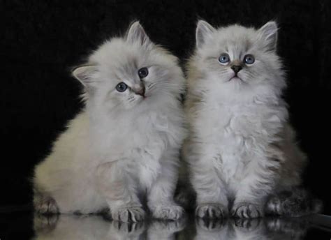 Search for a Siberian kitten or cat. Use the search