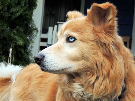 Siberian husky and golden retriever mix. Hudson the Goberian (Photo: hudson_the_goberian / Instagram) Goberians can range in size depending on whether they take more closely after their Golden Retriever or Siberian Husky parent. A Goberian can stand at 20-24 inches at the withers, while the cross breed can weigh from 45 up to 90 pounds in weight. 