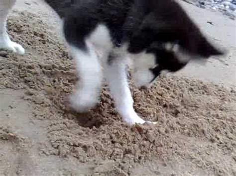 Siberian husky kai diggin - YouTube