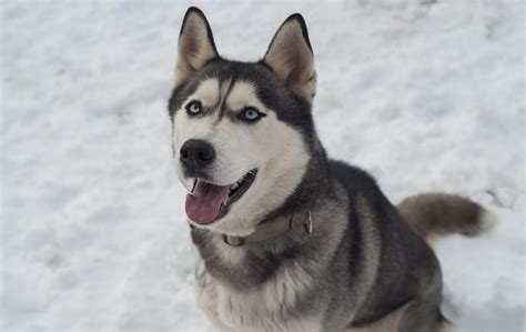 Siberian husky price in russia. Things To Know About Siberian husky price in russia. 