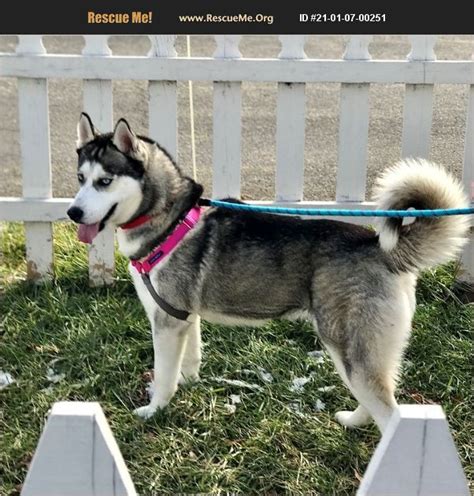Siberian husky rescue near me. A272131 My name is Willow. I am a female, black and tan German Shepherd Dog and Siberian Husky. The shelter staff... » Read more ». Pinal County, Casa Grande, AZ. Details / Contact. 2 of 60. Siberian Husky. This is Luna! 