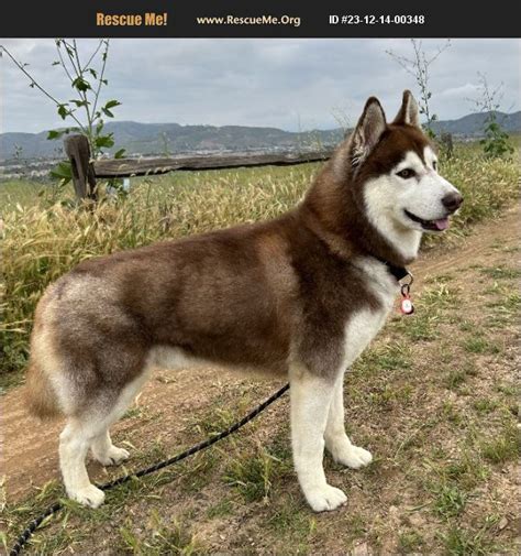 Siberian husky rescue. .  <a href=https://dl.hongyshop.com/admin/view/stylesheet/8dcjh/index.php...