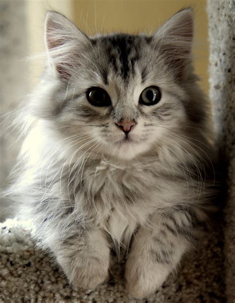 Siberian kittens. Siberian cats are often marketed as hypoallergenic and perfect for people with allergies – and this is true. When someone is allergic to cats, it’s because cats produce an allergen called FelD1. This allergen becomes airborne when cats groom themselves and they create dander. 