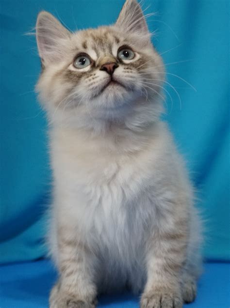 Hyper allergenic Siberian kitten. $0. ... kittens for sale! $0. ... CUTE CUDDLY FLUFFY KITTENS LOOKING FOR A NEW LOVING HOME. $0. Spanaway. Siberian kittens for sale craigslist