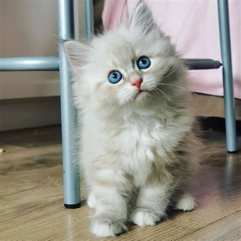 Siberian kittens for sale near me. Things To Know About Siberian kittens for sale near me. 
