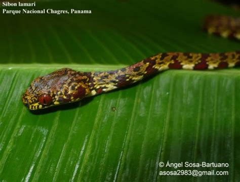 Sibon lamari, a new species of colubrid snake from northeastern Costa Rica is described on the basis of six specimens. The new form differs from the closely allied S. annulatus in color pattern .... 
